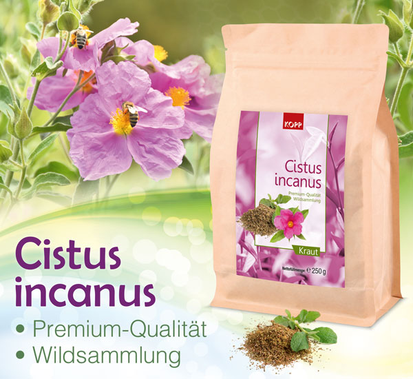 Kopp Cistus incanus