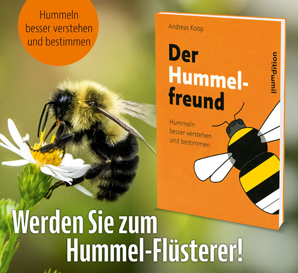 Der Hummelfreund