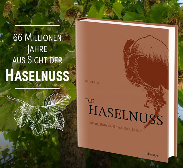 Die Haselnuss