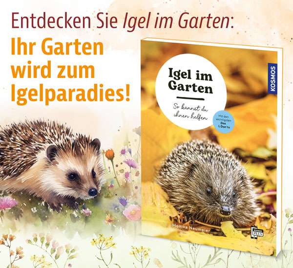 Igel im Garten