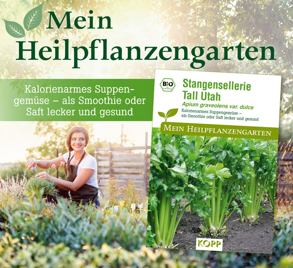 BIO Stangensellerie Tall Utah - Mein Heilpflanzengarten