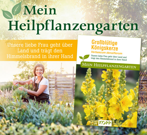 Grobltige Knigskerze - Mein Heilpflanzengarten