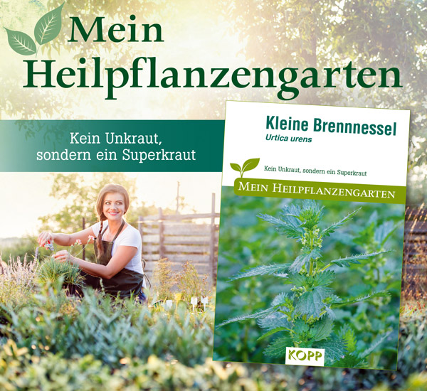 Kleine Brennnessel - Mein Heilpflanzengarten