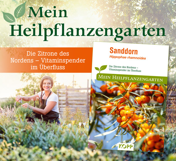 Sanddorn - Mein Heilpflanzengarten