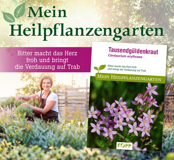 Tausendgldenkraut - Mein Heilpflanzengarten