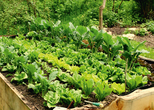 Garten & Ernte