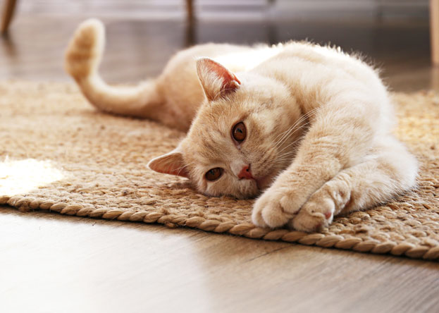 Katzen