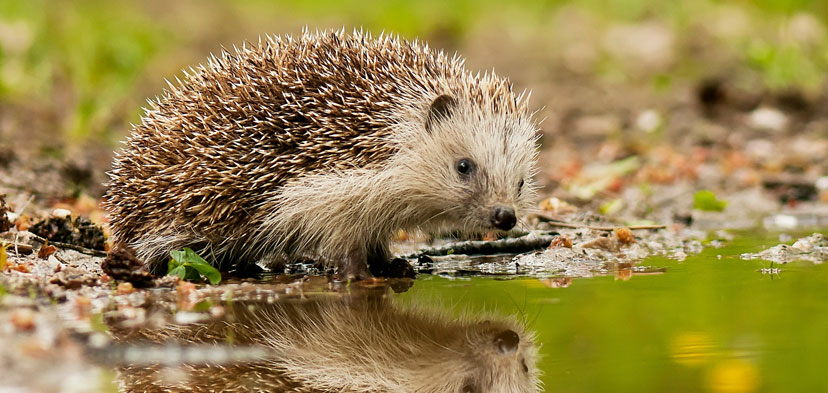 Wildtiere